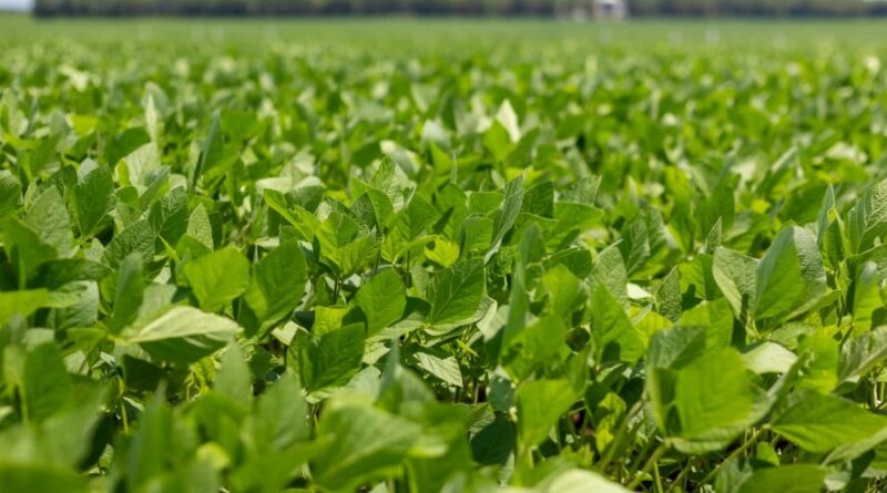 Foto: Colheita da Soja/Aprosoja MT