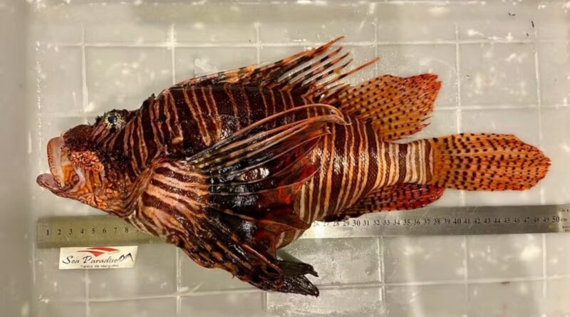 peixe-leão recorde tamanho