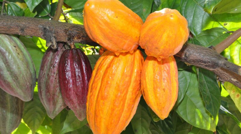 cacau brasileiro concorre em prêmio internacional