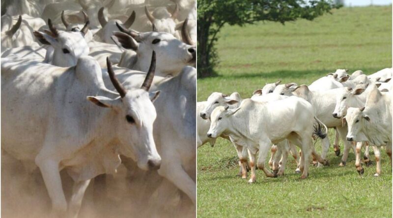 Cotações da arroba do boi gordo pelo país: confira os preços de hoje