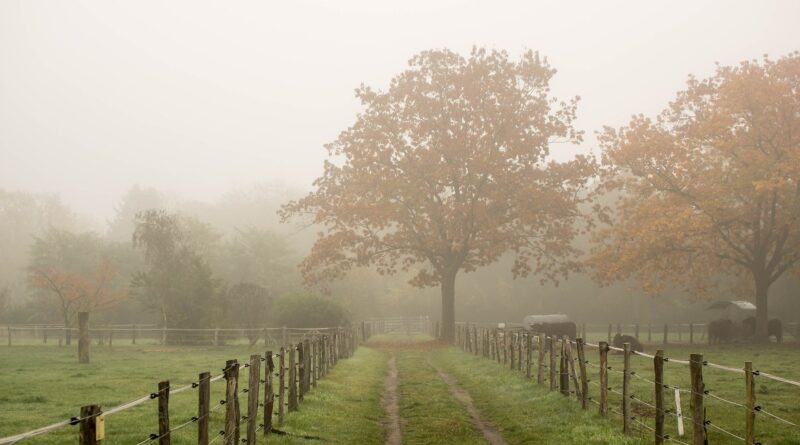 Neblina clima tempo propriedade fazenda - risco de geada e nevoeiro
