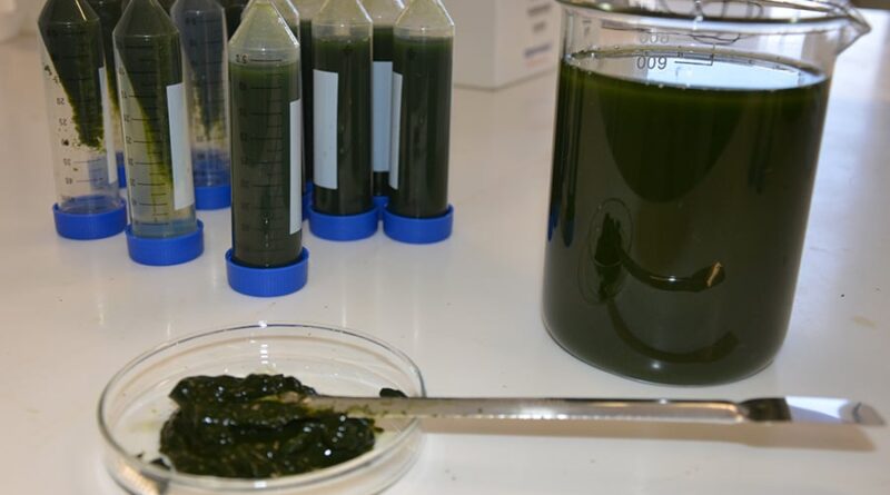 bioinsumo a partir de algas