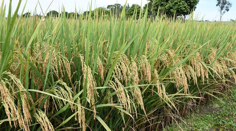 arroz cultivar Tocantins