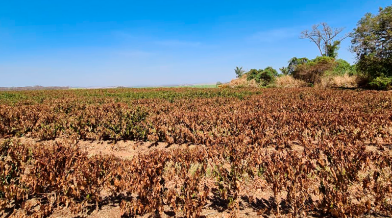 café seca estiagem sul de minas gerais