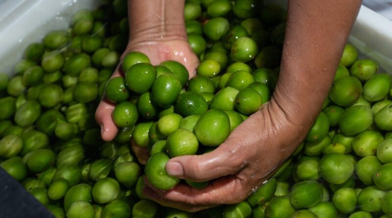 umbu, cooperativa, fruta baiana