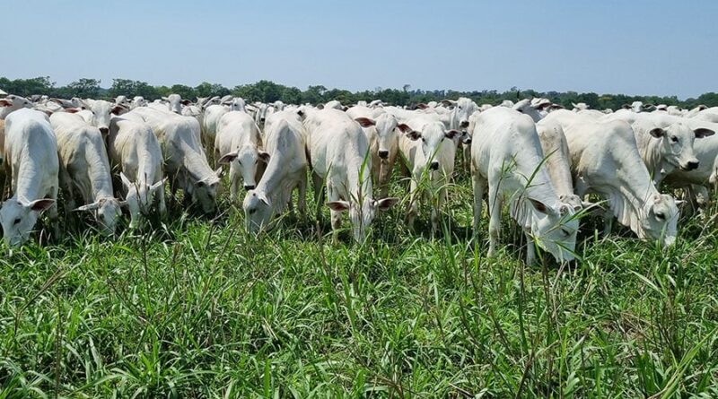 boi, integração lavoura-pecuária