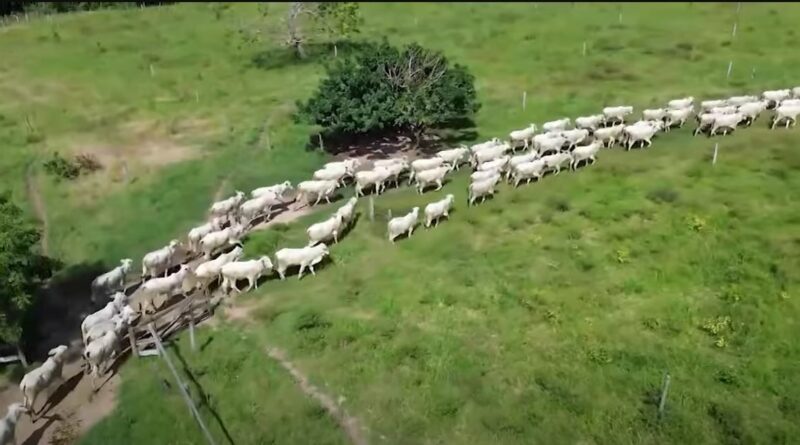 gado prosa com o deva canal rural mato grosso