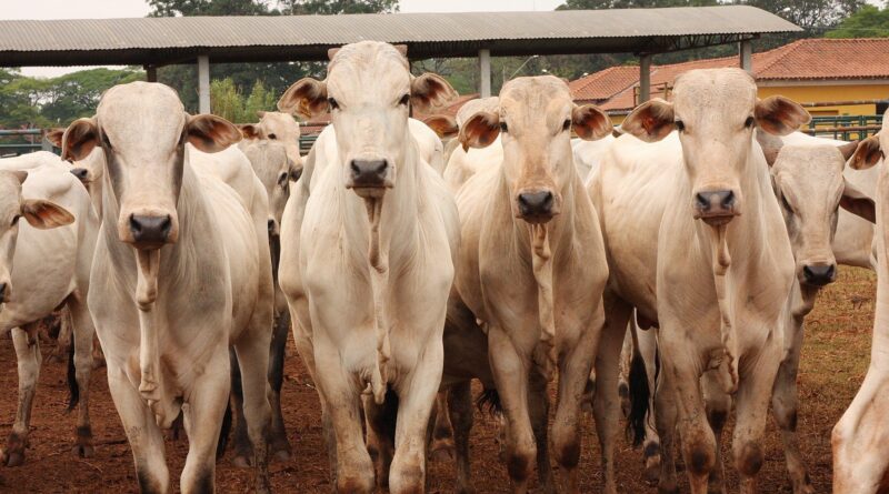 arroba do boi gordo mercado