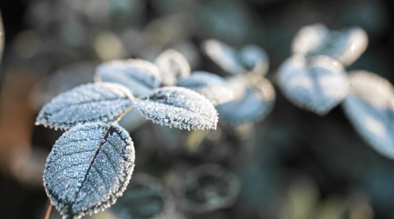 geada previsão do tempo
