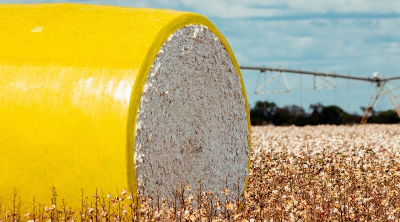 Algodão atinge maior valor nominal desde 2024