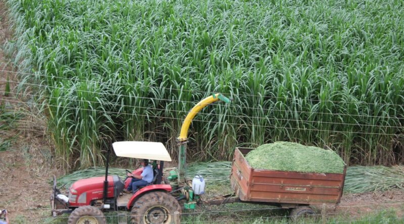 Capim-elefante da Embrapa ganha espaço na geração de energia renovável