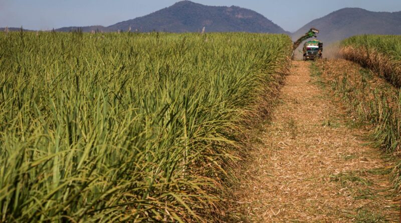 Preços do açúcar e do etanol sustentam patamar na última semana