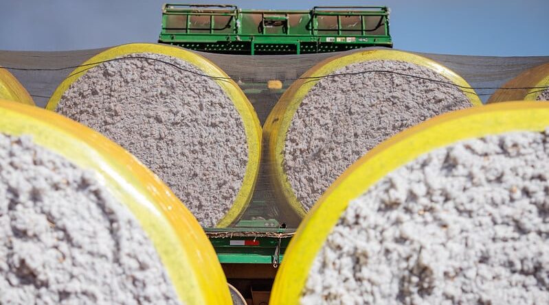 Colheita de algodão