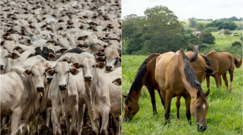 bovinos e equinos registros genealógicos