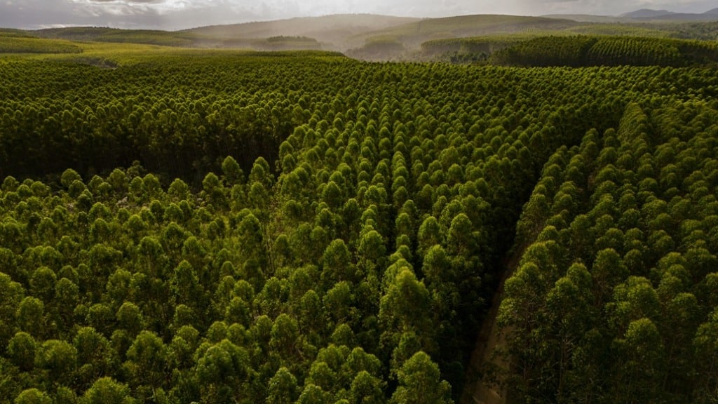 Controle biológico reduz em 80% o uso de defensivos agrícolas em viveiros de eucalipto