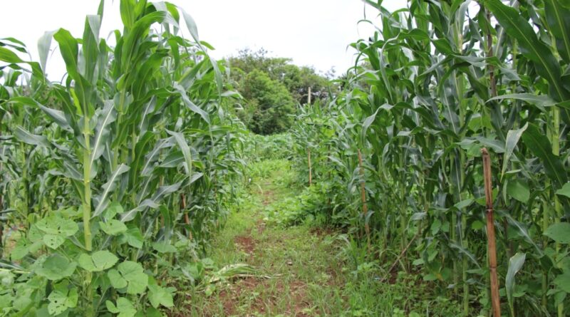 Feijao mangalô e milho crioulo (Epamig)