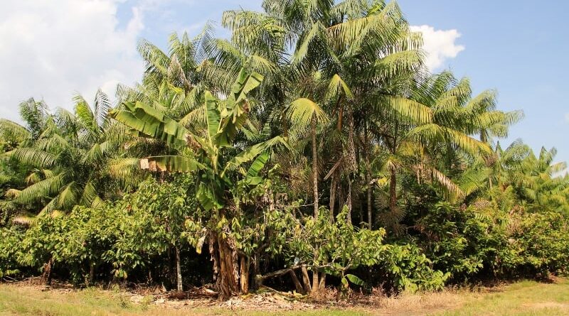 Sistema agroflorestal -Ronaldo Rosa