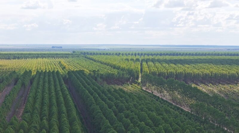 Agroindústria deve demandar mais da silvicultura do Oeste da Bahia