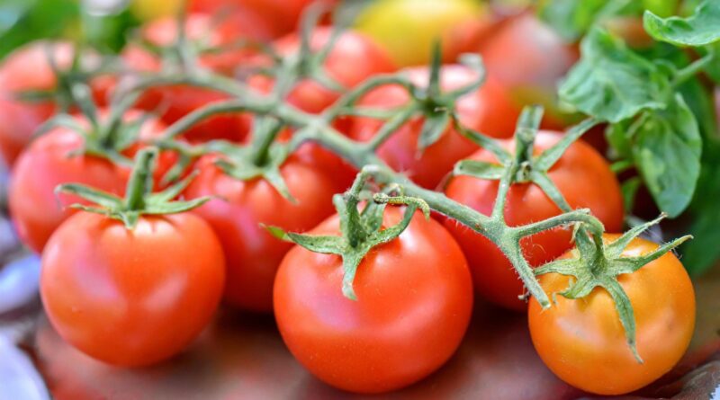 Microorganismos da Amazônia podem controlar doenças em tomates