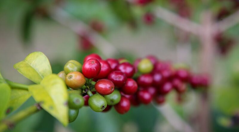São Paulo lança projeto ‘Rotas do Café’