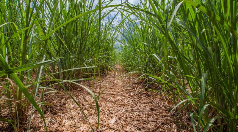 Safra de cana-de-açúcar do Brasil deve cair
