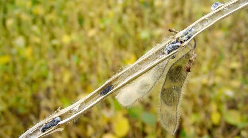 fungo estudado pela Embrapa