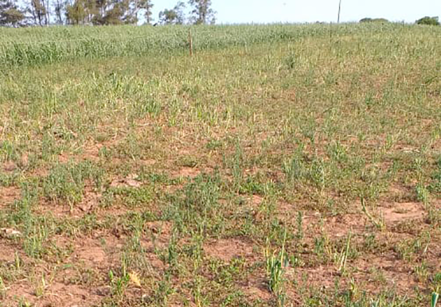 pastagem seca no Rio Grande do Sul