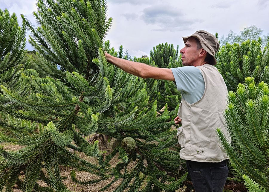 araucária com enxertia para produir pinhão precoce