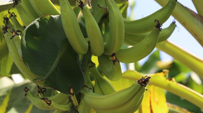 plátano pacovan, variedade de banana-da-terra
