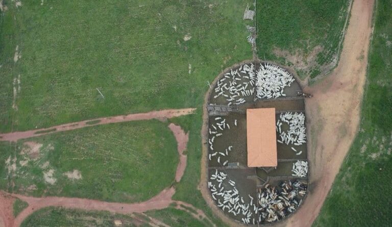 Gado ilegal no Maranhão