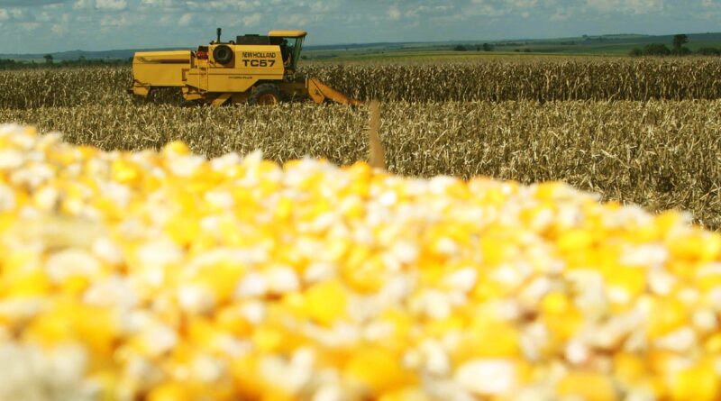 tempo, clima, montanha de milho com colheitadeira em atividade ao fundo, milho