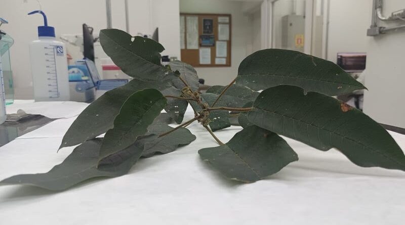 Folha de árvores nativas da Mata Atlântica