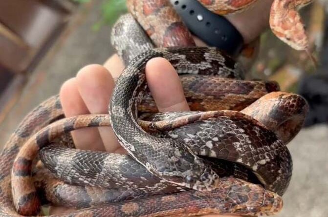 apreensão animais maus tratos serpentes