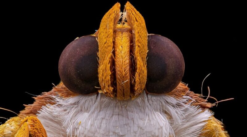 inseto concurso fotografia