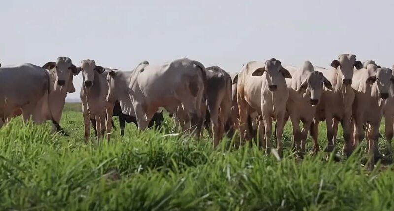 integração lavoura-pecuária , Fazenda Conforto