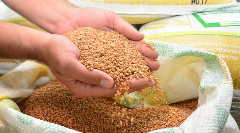 cereais de inverno SC