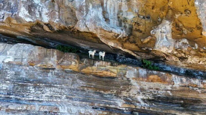 rebanho cabras que ficou sem água