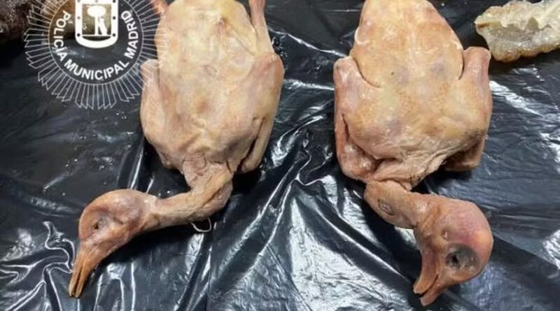 Carne de pombo em restaurante da Espanha