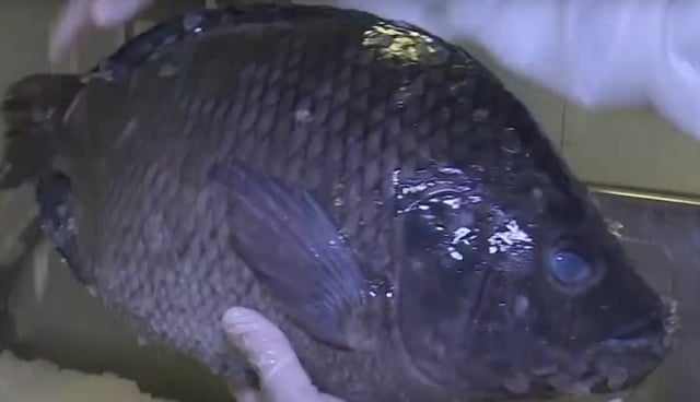 tilápia - pesca - pescado