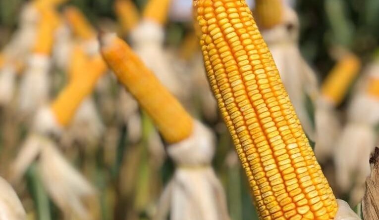 milho da Embrapa