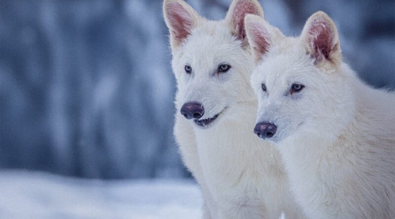 lobo-terrível com 6 meses