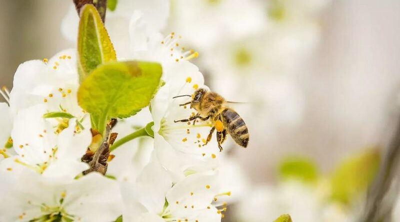 abelhas