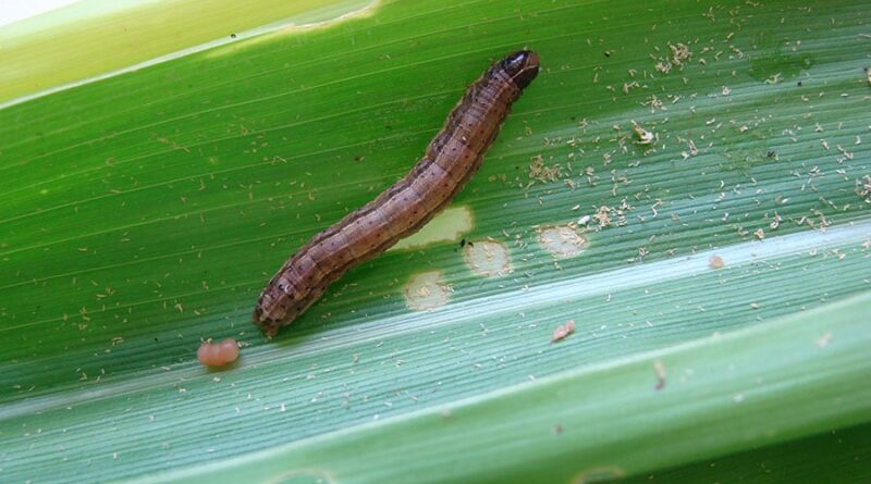 Lagarta-do-cartucho é uma das piores pragas agrícolas