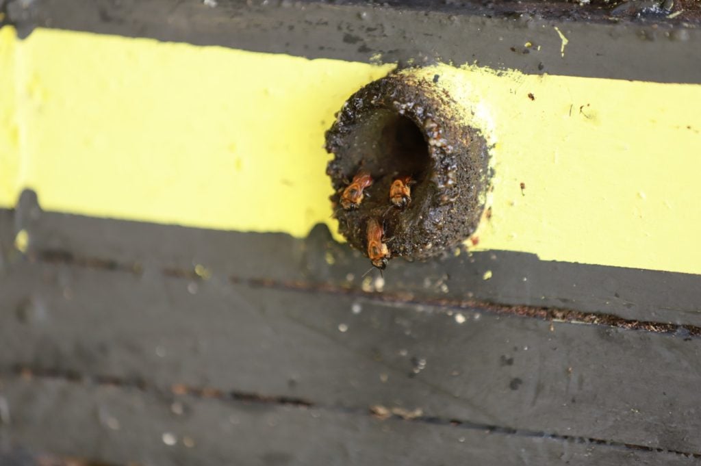 Pequeno besouro das colmeias; abelhas