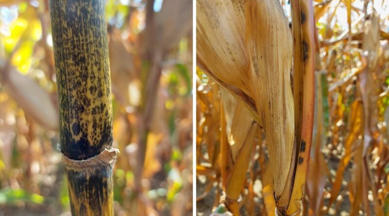 estudo revela ameaça crescente à segurança alimentar mundial