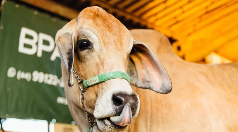 ExpoLondrina espera superar R$ 1,2 bilhões em movimentação