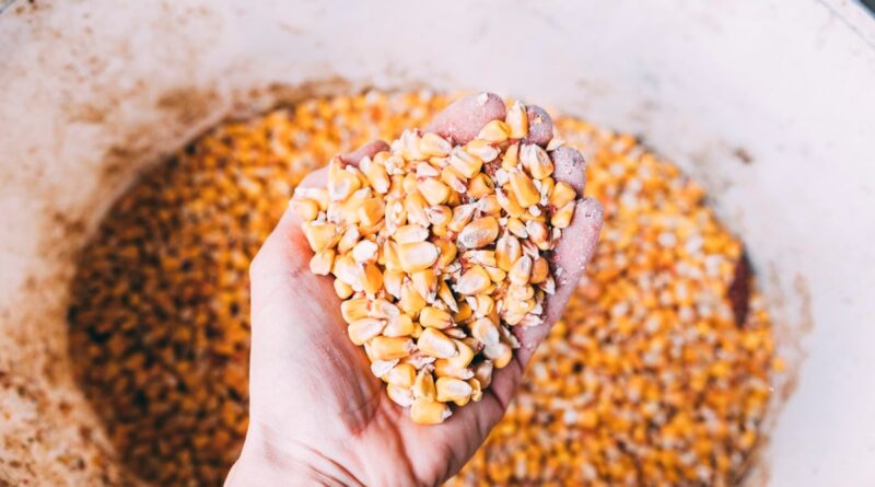 Famílias pecuaristas afetadas pela seca receberão sacas de milho na Bahia