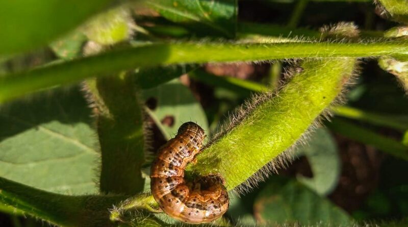 lagarta do cartucho soja2