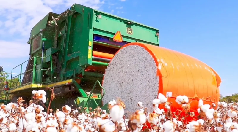 safra, Qualidade, expectativa de recorde, colheita de algodão, Bahia, pluma, oeste da Bahia, Luís Eduardo Magalhães, beneficiamento, exportação