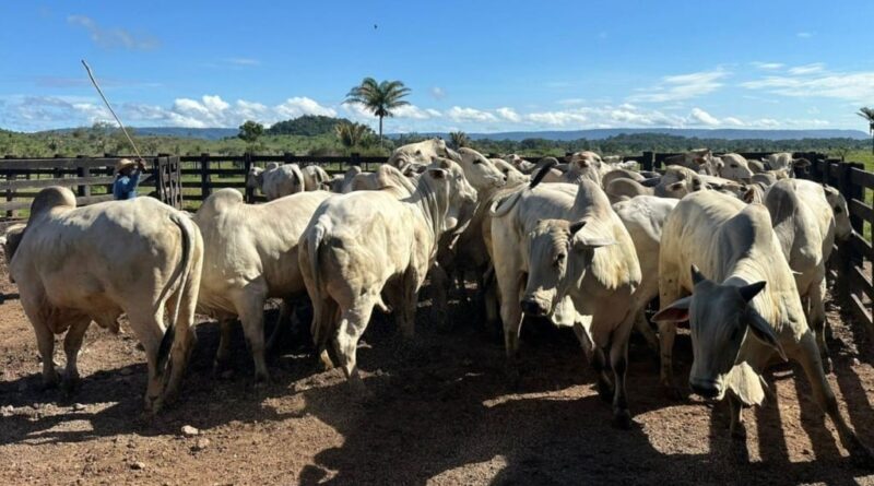 boiada, giro do boi, gado, bovinos, rebanho